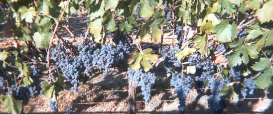 Grapes ready to be harvested in Livermore, California, USA